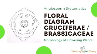 Cruciferae or Brassicaceae Floral Diagram I Morphology of Flowering Plants [upl. by Pevzner]