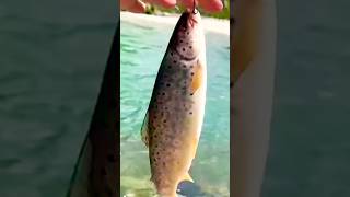 Brown trout fishing river outdoors flyfishing [upl. by Notserc]