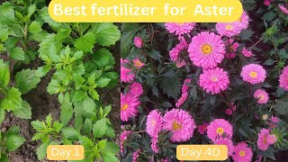 Best Fertilizer For Aster Plant  Beautiful Flowering Plant Aster [upl. by Ellasal750]