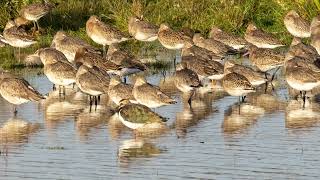 Blacktailed Godwit [upl. by Haeluj105]