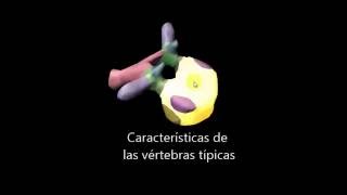 Anatomía de columna vertebral en 3D Características articulaciones y ligamentos [upl. by Osnohpla729]