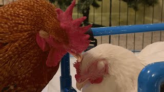 Rooster falls in love with disabled chick [upl. by Gensmer]