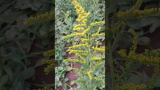 Beautiful yellow babys breath flowers Gypsophila from homegardenshortvideo ph [upl. by Wanfried348]