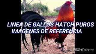 Gallos Hatch imágenes de referncia [upl. by Seta496]