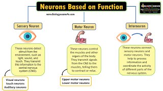 Neurons based on function Sensory Neuron Motor Neuron and Interneuron [upl. by Oralie]