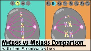 Mitosis vs Meiosis Side by Side Comparison [upl. by Assirod]