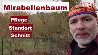 Richtige Pflege und Standort der Mirabelle Was muss man bei diesem Baum beachten Mirabellenbaum [upl. by Anal]