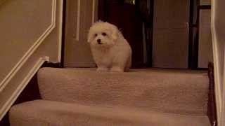 Coton De Tulear puppy learns stairs Part 2 of 2 [upl. by Clercq856]