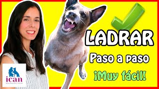 LADRIDO a la orden  ican adiestramiento canino [upl. by Latsyrd]