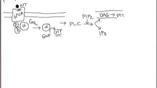 Phosphoinositide signaling cascade  memorization aid [upl. by Martz258]