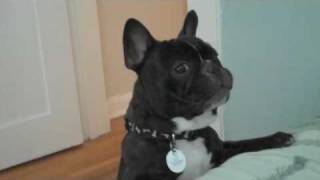 Cute French Bulldog Barking [upl. by Enilec826]