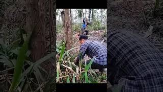 Lumberjacks are cutting down trees farming potteryshop automobile potteryworkshop animals [upl. by Nylidnam]