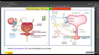 Treatment of Urinary incontinence Dr Elsayed Abdelhadi 2023 [upl. by Atikram892]