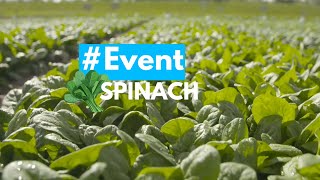 Meet our spinach experts in Angeren  September 2024 [upl. by Deirdre517]