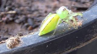 Beautiful Green Jumping Spider [upl. by Leiruh]