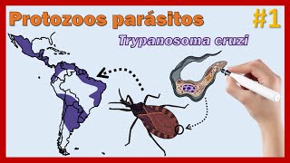 1 Protozoos parásitos Trypanosoma cruzi [upl. by Giraud]