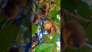 Kiwi 🥝 🥝🥝 kiwi kiwifruit kiwiplant farming [upl. by Yaeger]