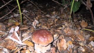 Porcini time lapse [upl. by Margaux832]