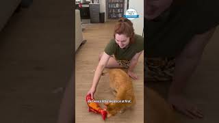 This flopping fish toy keeps cat entertained for so long [upl. by Mathew]