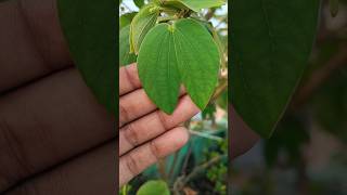 Reticulate venation in dicotyledons kachnar leaves hibiscus neet morphology [upl. by Alek]