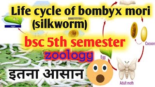 life cycle of bombyx mori bsc 5th semesterlife cycle of silkwormsericulture [upl. by Harness]