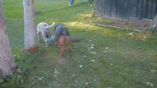 Turkish baby kangal amp German shepherd dog playing together [upl. by Sirroned]