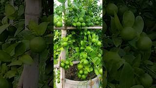 🌿How grow Lemon tree great idea to propagate Lemon tree by air layering using a Carrot🥕 lemontree [upl. by Sherm409]