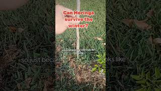 Can Moringa survive the winter moringatree moringa moringaseeds moringaoleifera plants garden [upl. by Eiznil]