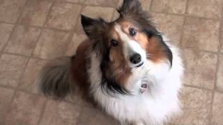 Guilty Sheltie [upl. by Jud]