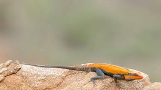 Lizard Wows Potential Mate with Daring Feats [upl. by Judon]