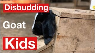 Disbudding Goats How To Do It Without Regrowth [upl. by Ettolrahs]