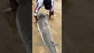 A gigante Piraíba da Amazônia amazonas aventura pescaesportiva pescador shorts [upl. by Einapets]