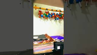 Guddu bhai patang shop🌟🌈buddi laine Aurangabad mh patngbazi patang shortvideo shorts [upl. by Inalaek]