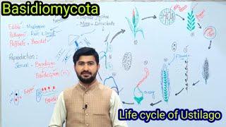 86 Basidiomycota  Life cycle of ustilago Loose smut of Wheat  Fsc biology class 11 [upl. by Franciscka]