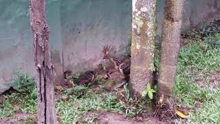 A wild Hoatzin on zoo grounds [upl. by Ahsatak]