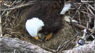 20130316Alcoa Davenport Eagles Iowa first hatched [upl. by Goggin]