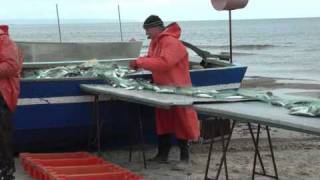 Ostseebad Baabe  Frischer Fisch Morgen [upl. by Bradwell152]