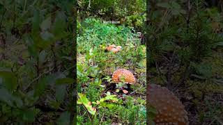 Orange Mushroom Tiny lantern in forest❤️ shorts ytshorts [upl. by Migeon]