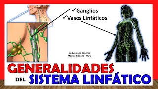 🥇 SISTEMA LINFÁTICO en 18 Minutos GENERALIDADES ¡Fácil y Sencillo [upl. by Cicely102]