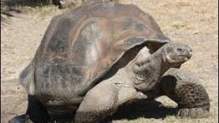 Natures Slow Burn Two Tortoises Get Busy [upl. by Aneerak]