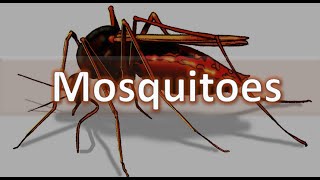 How to identify Mosquitoes  Anopheles Culex Aedes and Mansonia spp Medical Entomology [upl. by Hollington]