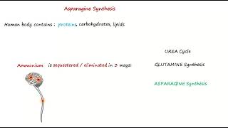 Asparagine Synthesis [upl. by Encrata]