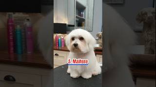 The 10 best small non shedding dog breedsdoglovertop5subscribe [upl. by Bailar260]