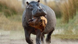 Hippo Crushes The Lions Skull in Vengeance For His Mother [upl. by Enala576]