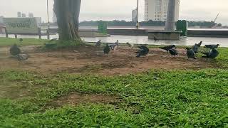 🐦Feeding Pigeons 🐦 animals birds like love eating happyfunny funnyvideoftypシpigeon travel [upl. by Ulrica637]