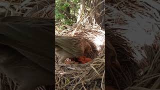 Common babbler bird babies P 32 [upl. by Brainard692]