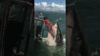 Big Great White Shark Comes Out Of Nowhere [upl. by Dew486]