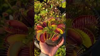 Dionaea muscipula SD Kronos [upl. by Rhonda]