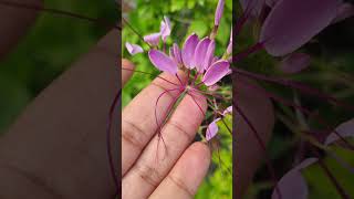 Cleome spinosa  summer flowering plant trending gardenflowerplants garden gardening plants [upl. by Ronnie]