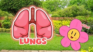 Lets learn about LUNGS  ICHIMON KIDS TV キッズ [upl. by Oeflein]